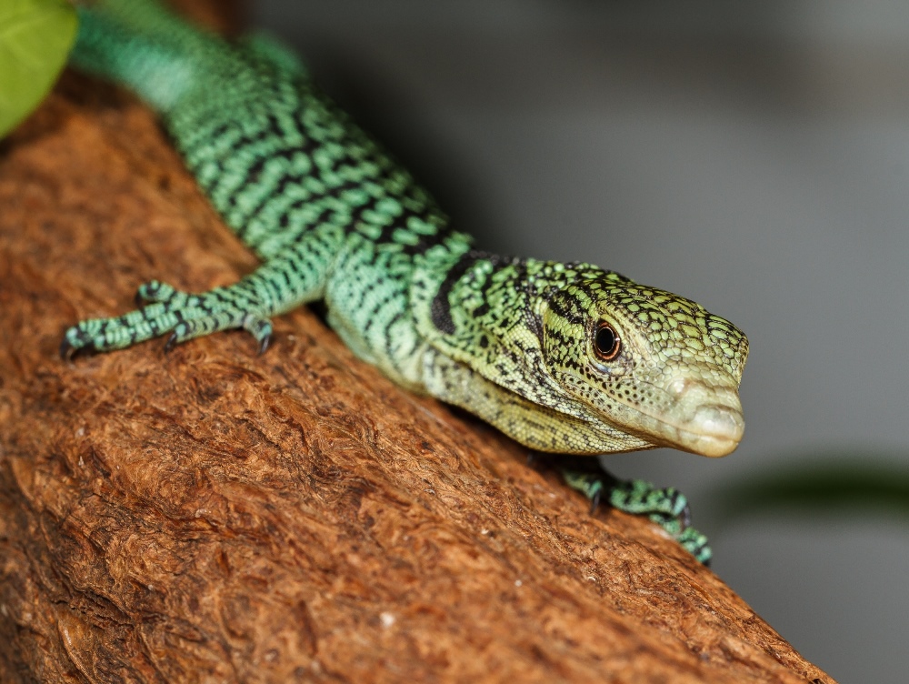 Inteligentní pohled očí nezapře predátora, byť predátora hmyzu. Foto: Petr Velenský, Zoo Praha