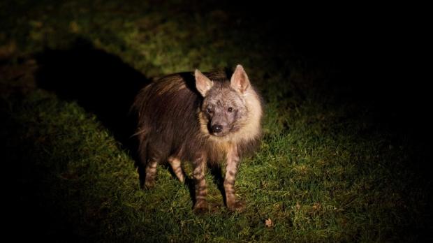 Pražská zoo připravila na srpen tradiční Večerní prohlídky s průvodcem, při kterých lze vidět například aktivní hyeny. Foto: Tomáš Adamec, Zoo Praha