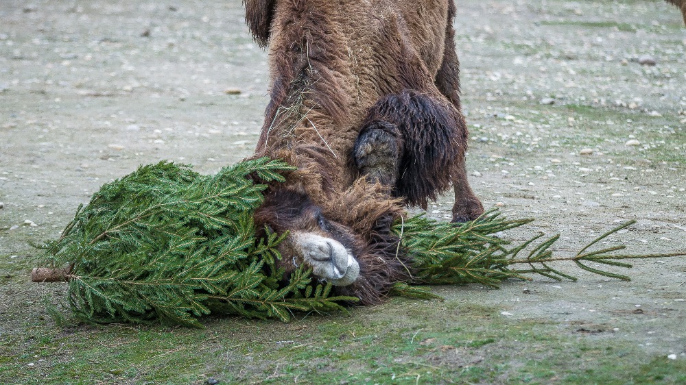 Velbloudi se s jehličnatou pochoutkou doslova mazlili. Foto: Petr Hamerník, Zoo Praha.