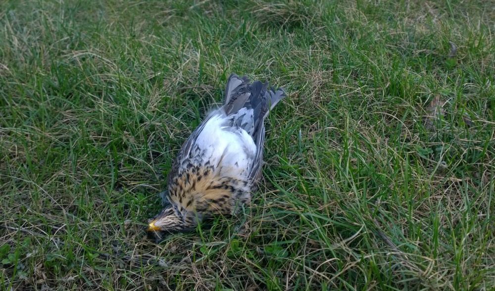 Náraz do skleněné plochy patří k nejčastějším lidmi zaviněným příčinám úhynu ptáků v Česku. Foto: Petr Stýblo, ČSOP Náraz do skleněné plochy patří k nejčastějším lidmi zaviněným příčinám úhynu ptáků v Česku. Foto: Petr Stýblo, ČSOP