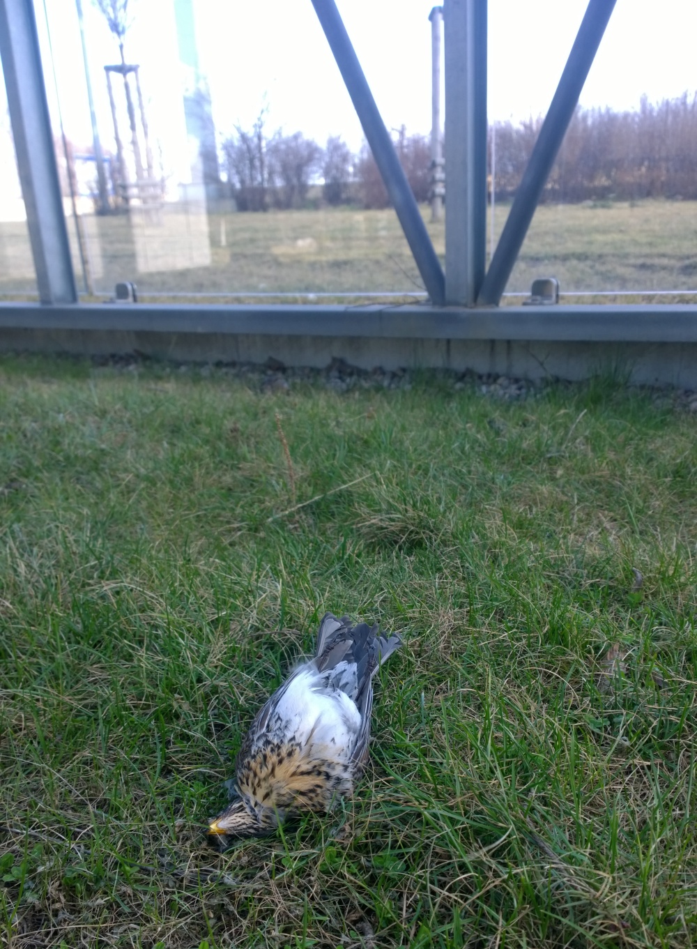 Náraz do skleněné plochy patří k&nbsp;nejčastějším lidmi zaviněným příčinám úhynu ptáků v Česku. Foto: Petr Stýblo, ČSOP