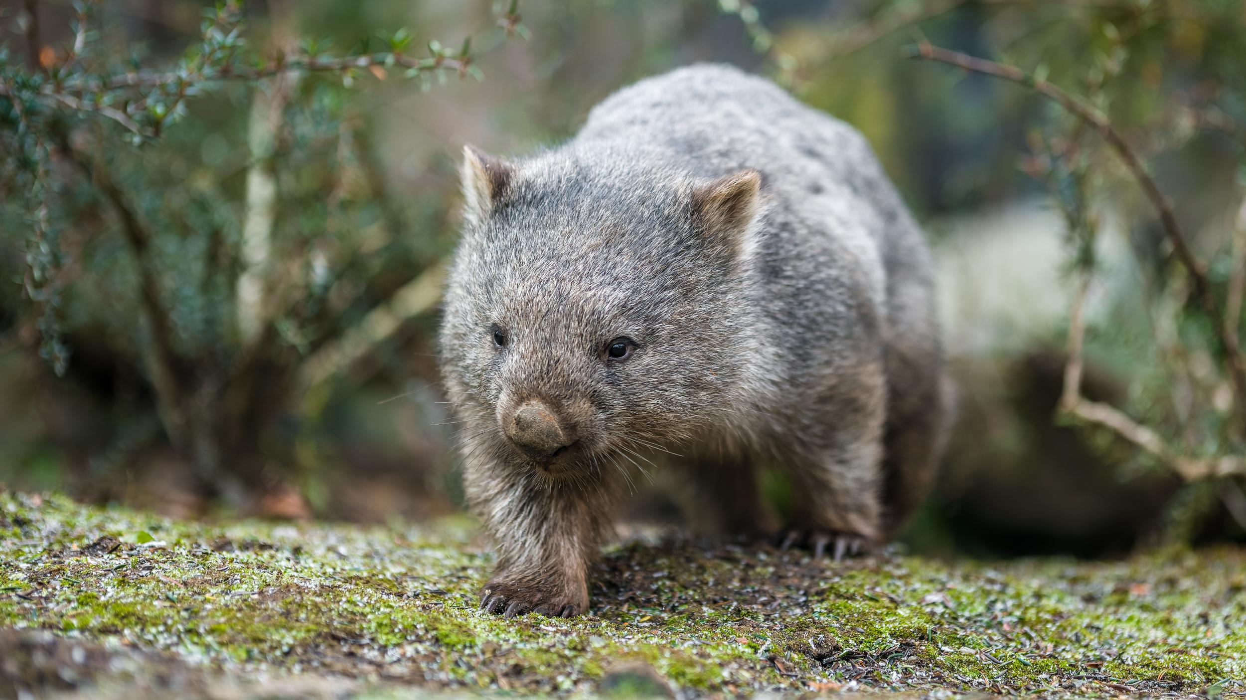 Vombat obecný Cooper, foto: Petr Hamerník, Zoo Praha