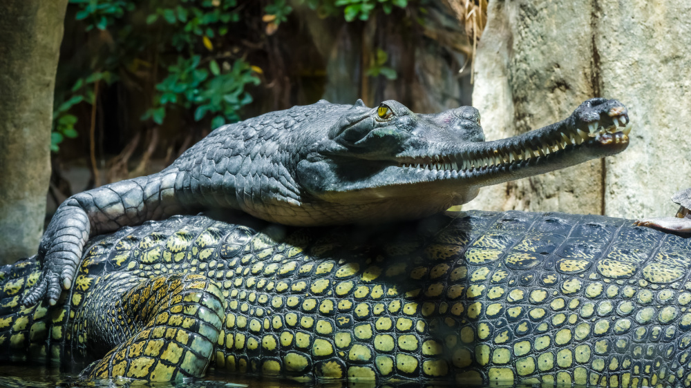 Gaviál v pavilonu Čambal. Foto: Petr Hamerník, Zoo Praha