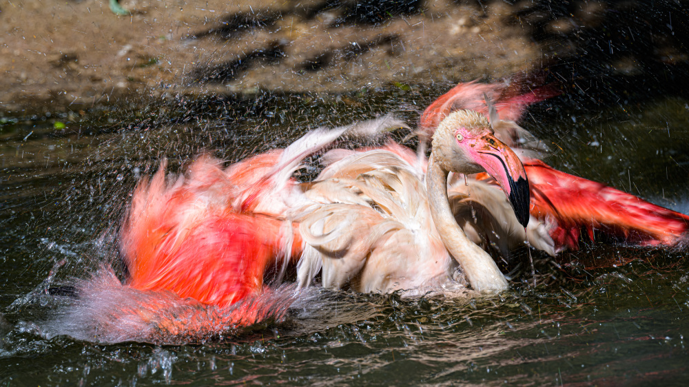 Foto: Petr Hamerník, Zoo Praha
