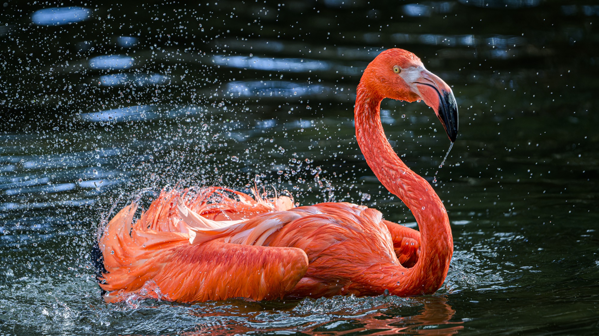 Plameňák kubánský, foto: Petr Hamerník, Zoo Praha