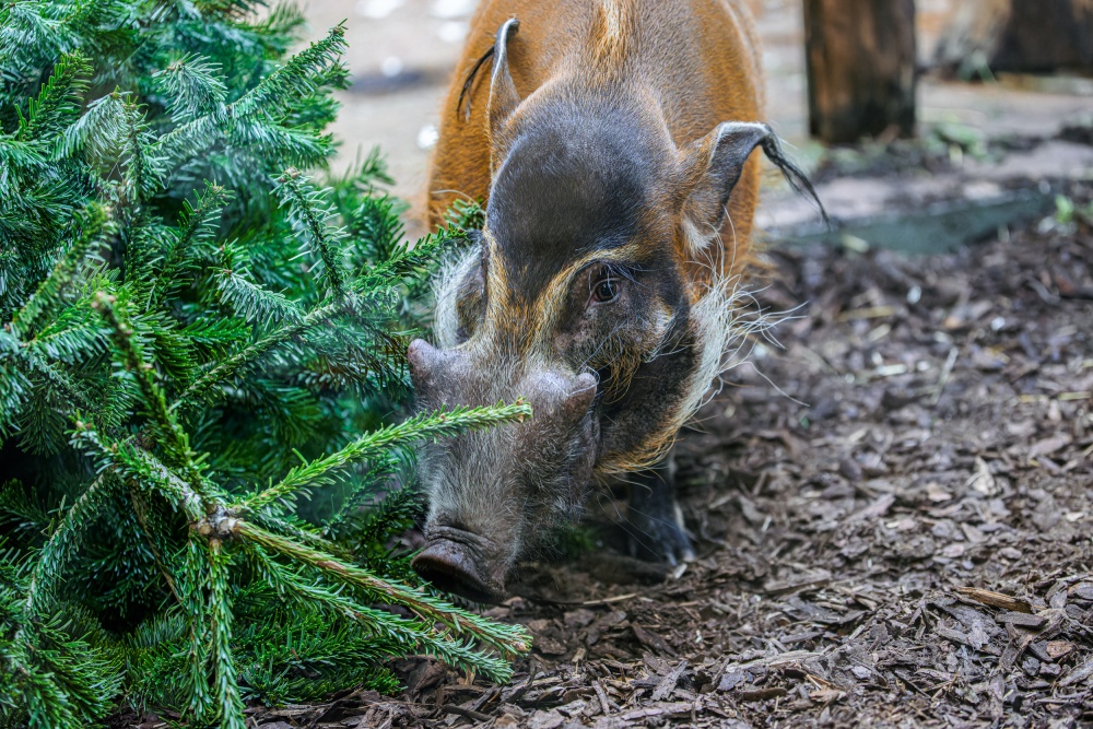 Foto: Petr Hamerník, Zoo Praha