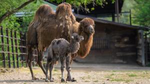 Foto: Petr Hamerník, Zoo Praha