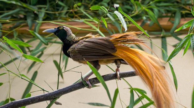 Foto: Petr Hamerník, Zoo Praha