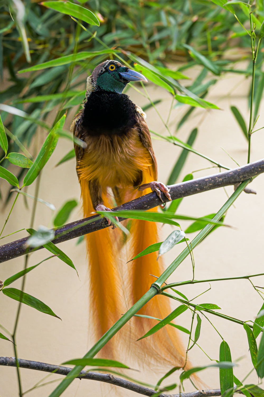 Foto: Petr Hamerník, Zoo Praha