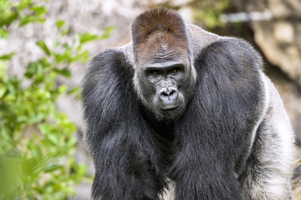 Photo: Petr Hamerník, Zoo Praha