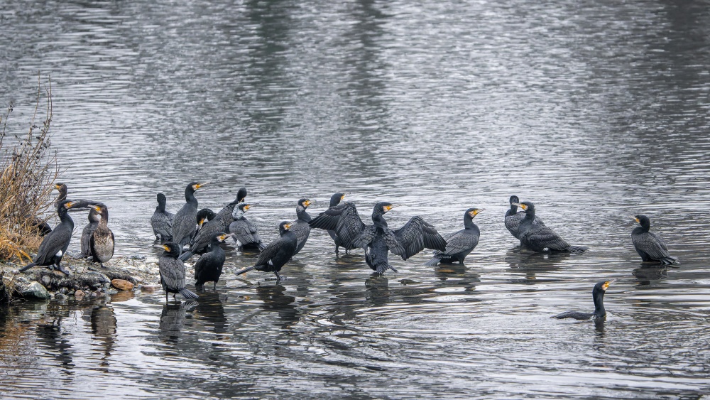 Jedním z druhů, které lze pozorovat při zimních ornitologických vycházkách pořádaných pražskou zoologickou zahradou, jsou kormoráni velcí. Foto: Petr Hamerník, Zoo Praha