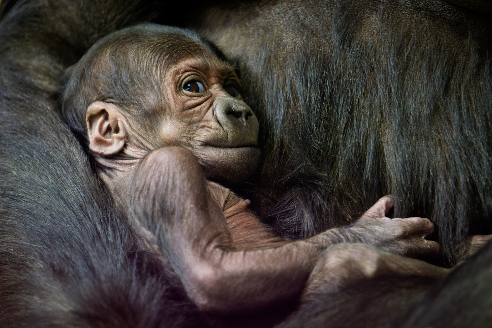 Mládě Kijivu, foto: Petr Hamernik, Zoo Praha