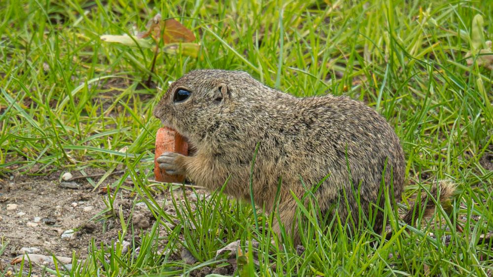 Sysel obecný, foto: Petr Hamerník, Zoo Praha