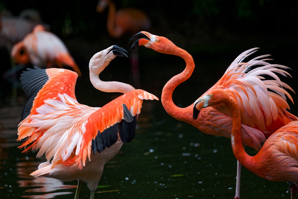 Plameňák chilský a kubánský, foto: Petr Hamerník, Zoo Praha Plameňák chilský a kubánský, foto: Petr Hamerník, Zoo Praha