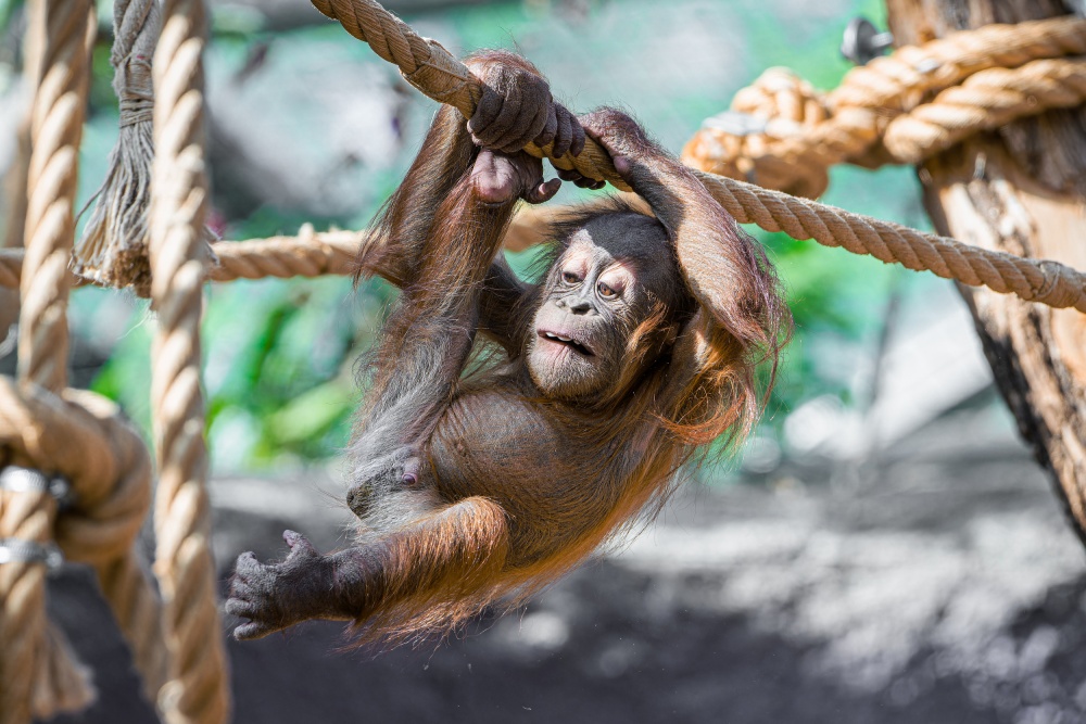 Sameček orangutana sumaterského Harapan, foto: Petr Hamerník, Zoo Praha