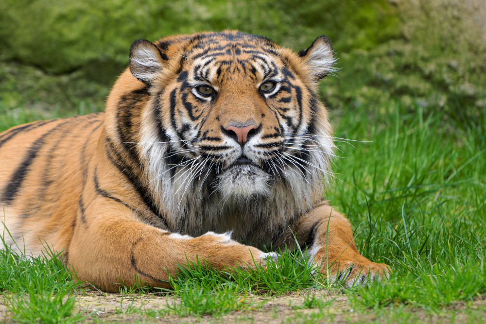 Samice tygra sumaterského Surya. Foto: Petr Hamerník, Zoo Praha