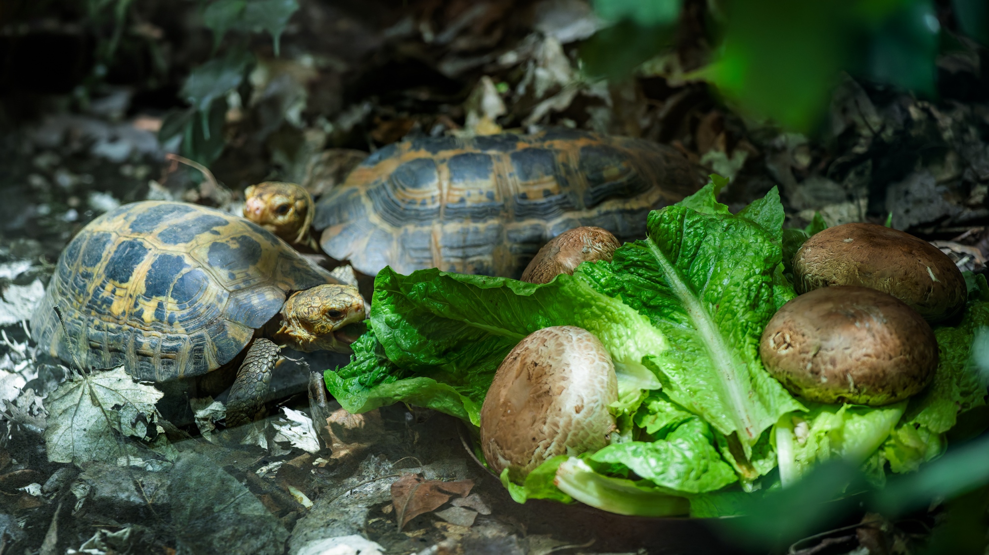 Želvy Forstenovy, foto: Petr Hamerník, Zoo Praha Želvy Forstenovy, foto: Petr Hamerník, Zoo Praha