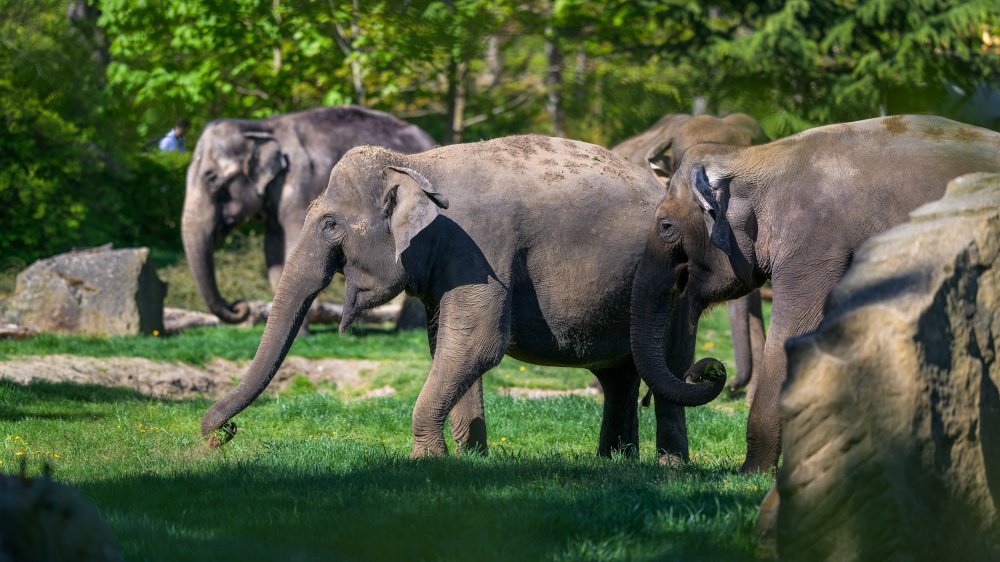 Foto: Petr Hamerník, Zoo Praha
