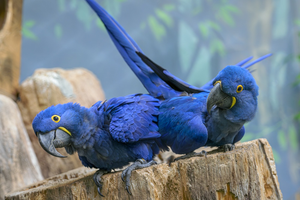 Ara hyacintový, foto: Petr Hamerník, Zoo Praha