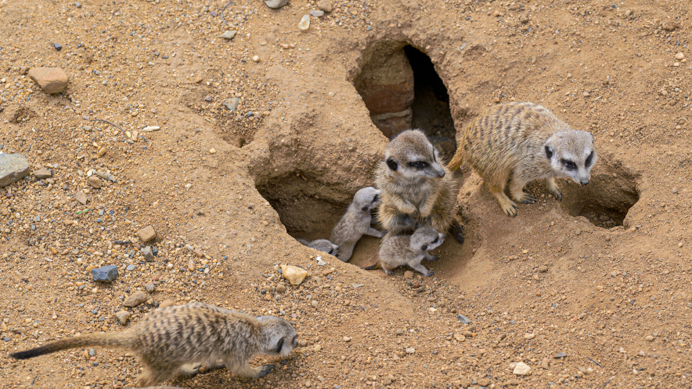Foto: Petr Hamerník, Zoo Praha