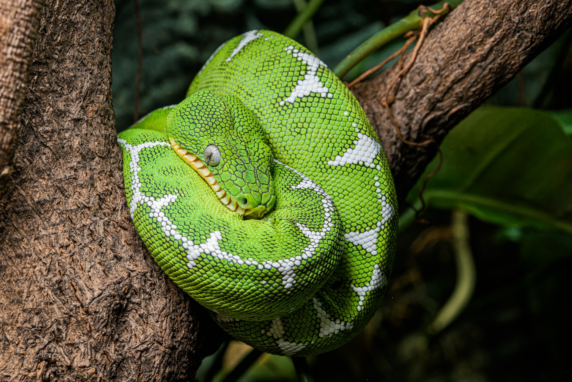 Psohlavec Batesův, foto: Petr Hamerník, Zoo Praha Psohlavec Batesův, foto: Petr Hamerník, Zoo Praha