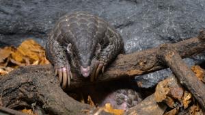 Samička luskouna krátkoocasého Šiška. Foto: Petr Hamerník, Zoo Praha