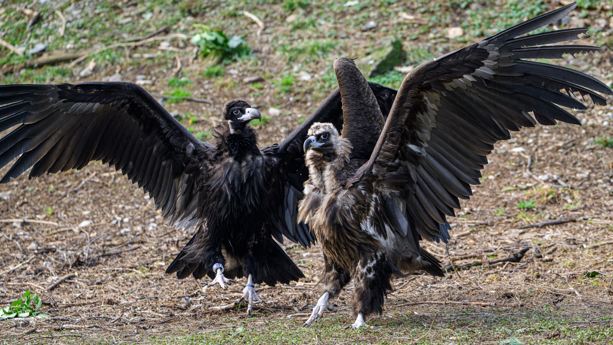 Supi hnědí, foto: Petr Hamerník, Zoo Praha Supi hnědí, foto: Petr Hamerník, Zoo Praha
