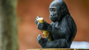 Gorilí samička Mobi, foto: Petr Hamerník, Zoo Praha