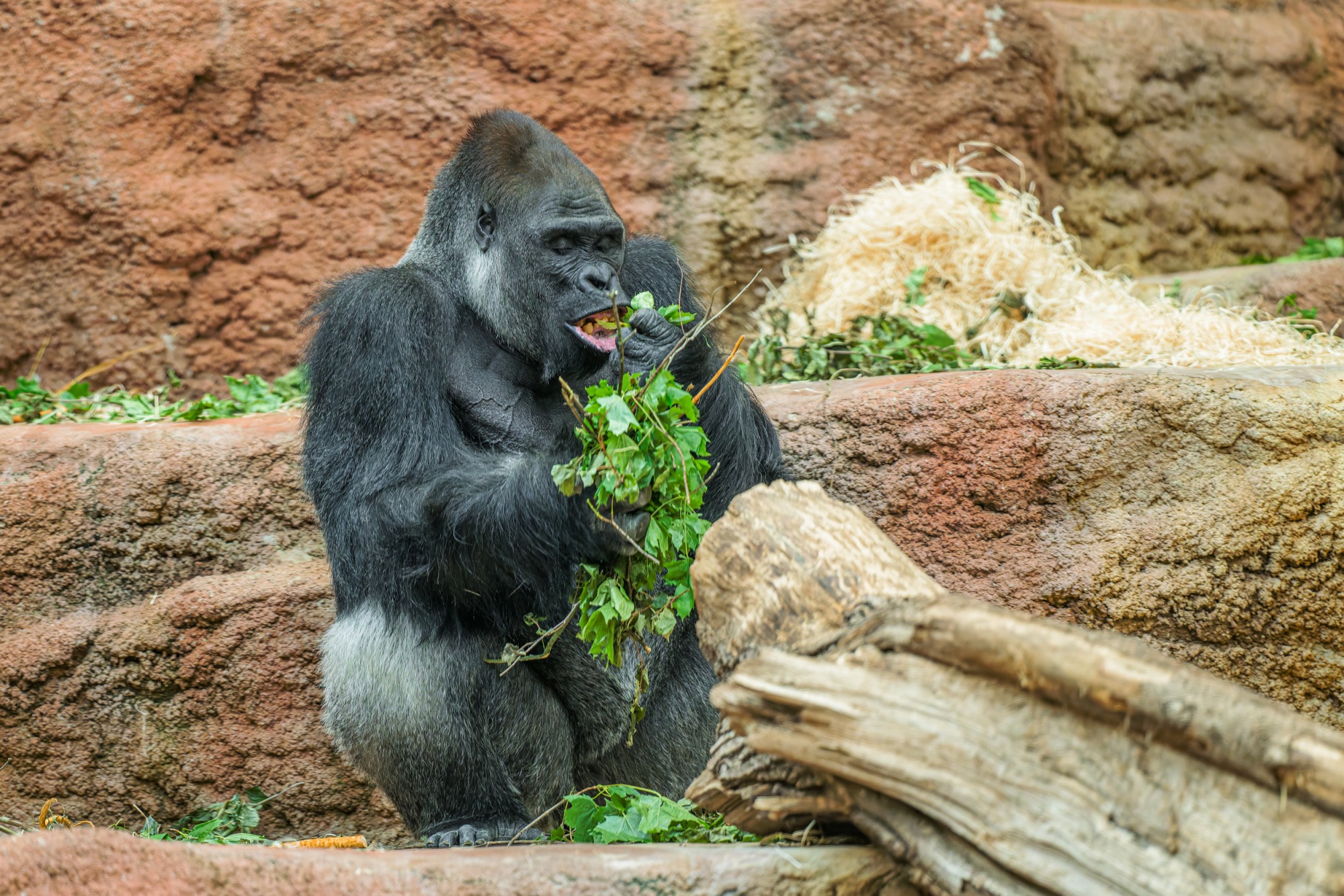 Gorilí samec Kisumu, foto: Petr Hamerník, Zoo Praha Gorilí samec Kisumu, foto: Petr Hamerník, Zoo Praha