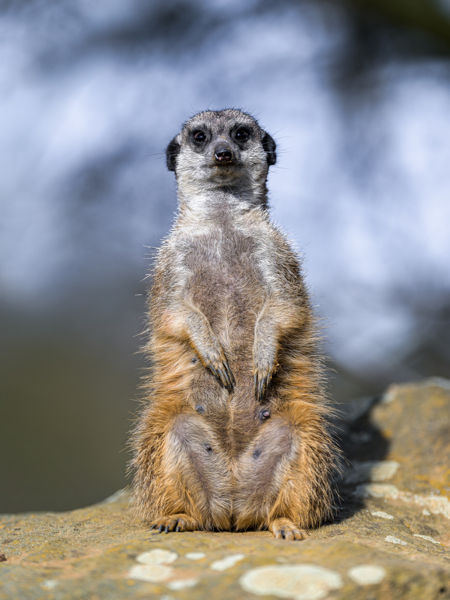 Surikata na stráži, foto: Petr Hamerník, Zoo Praha Surikata na stráži, foto: Petr Hamerník, Zoo Praha