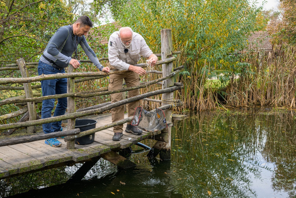 Petr Velenský při odchytu karasů obecných pro vypouštění, foto: Petr Hamerník, Zoo Praha