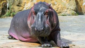 Foto: Petr Hamerník, Zoo Praha