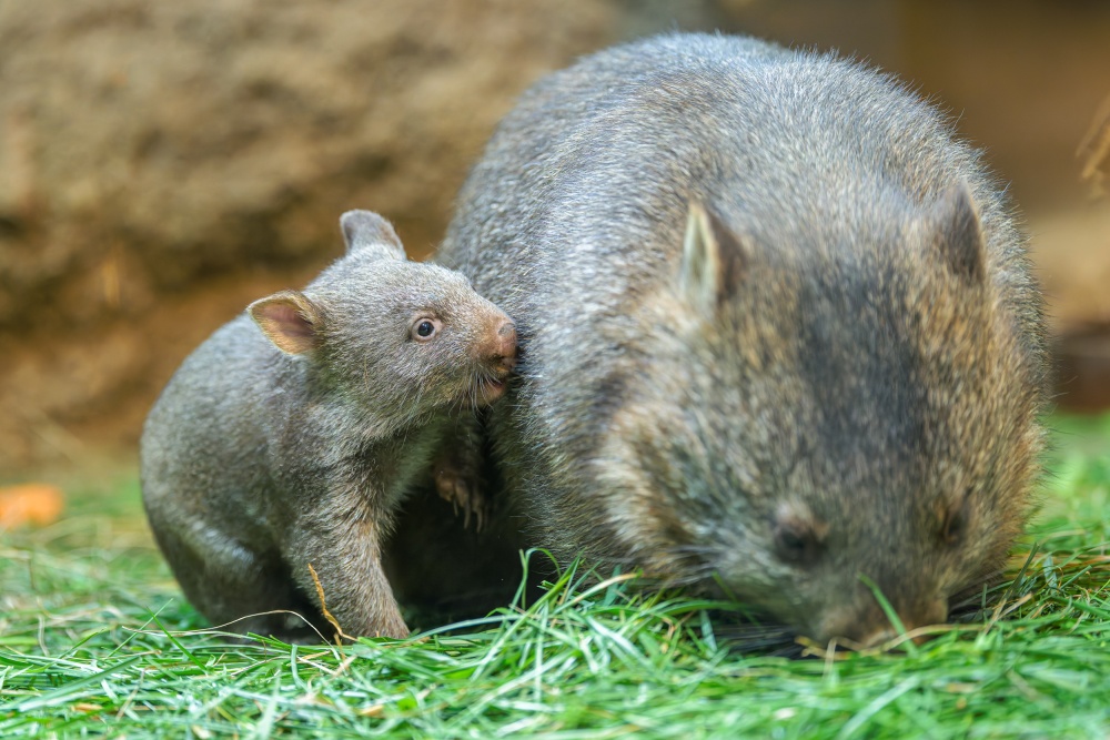 Samice Winkleigh s mládětem, foto: Petr Hamerník, Zoo Praha Samice Winkleigh s mládětem, foto: Petr Hamerník, Zoo Praha