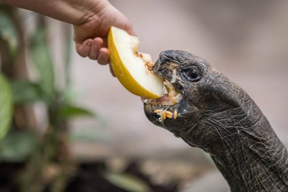 Foto: Petr Hamerník, Zoo Praha Foto: Petr Hamerník, Zoo Praha