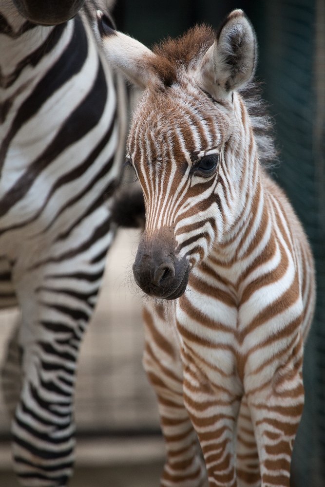 Samička zebry Böhmovy se narodila v časných ranních hodinách. Foto: Miroslav Bobek, Zoo Praha