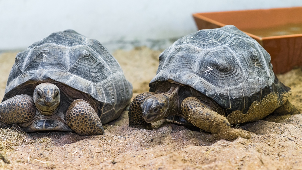 Mláďata želv obrovských, foto: Petr Hamerník, Zoo Praha