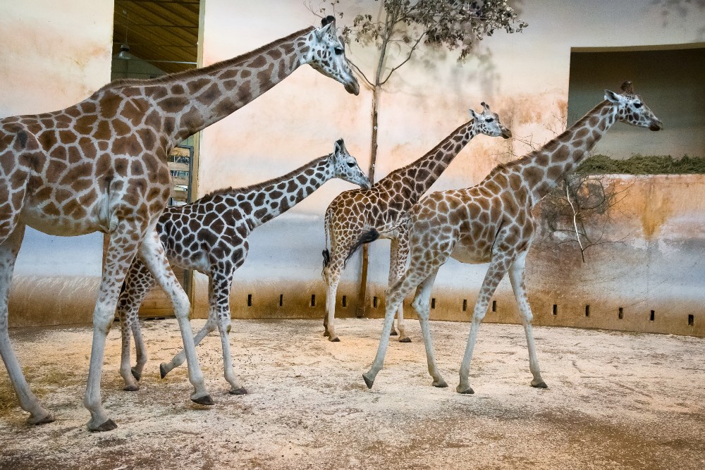 Nsia (na fotografii jde jako první) byla druhý den po příchodu spojena s ostatními samicemi, které ji přijaly bez problémů.  Foto Petr Hamerník, Zoo Praha