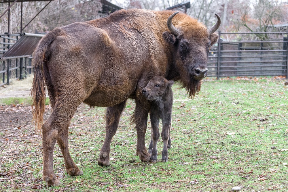 Matka Božka se o své první mládě začala hned od počátku pečlivě starat. Foto: Petr Hamerník, Zoo Praha