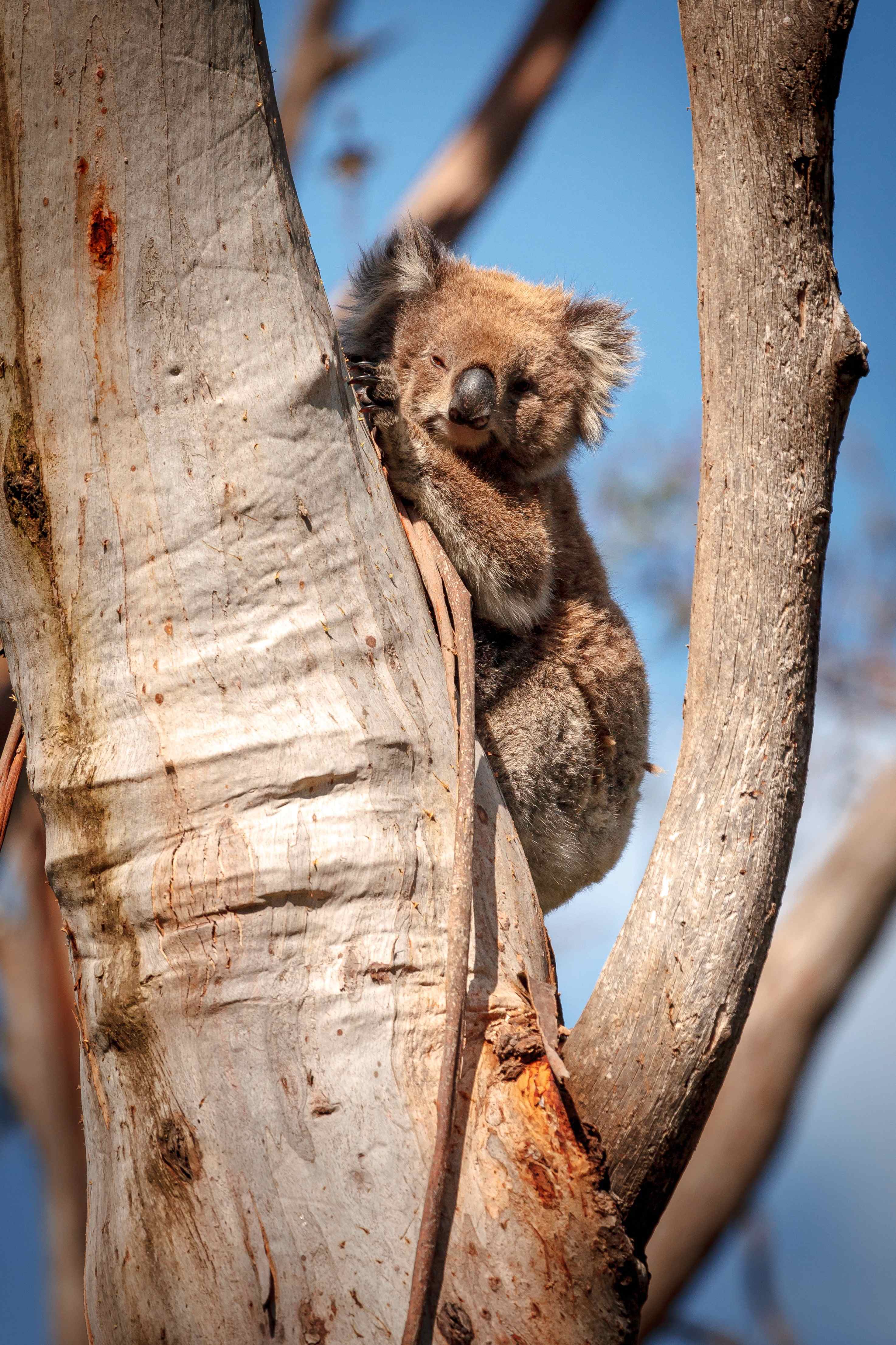 K druhům ohroženým požárem patří například koalové, Samozřejmě ale nejde jen o ně. Zoo Praha, která s australskými kolegy dlouhodobě spolupracuje, v pondělí 6. ledna vyhlásila sbírku na pomoc Austrálii. Ke středě 8. ledna jejím prostřednictvím zoo shromáždila již 876 608 Kč. Foto: Miroslav Bobek, Zoo Praha.