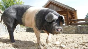 Photo: Tomáš Adamec, Prague Zoo
