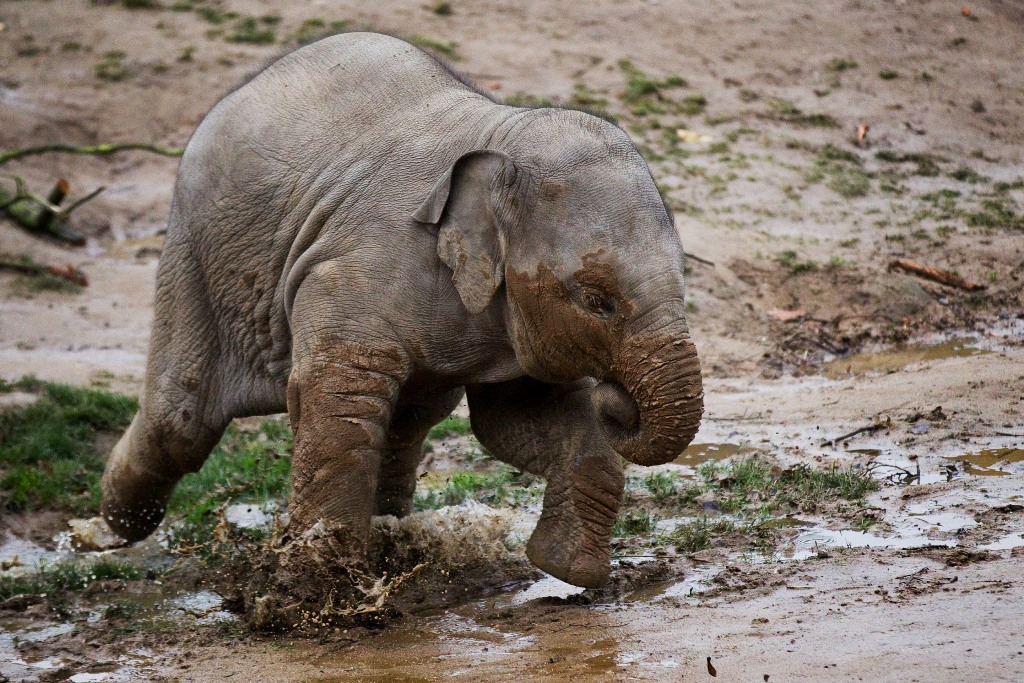 Přírodní výběhy poskytují příležitosti ke hrám. Foto: Tomáš Adamec, Zoo Praha