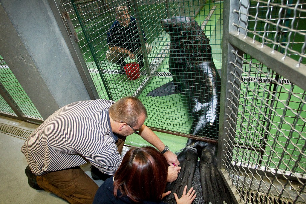 Meloun je při odběru krve při plném vědomí a spolupráci může kdykoli ukončit. Možnost situaci kontrolovat ho udržuje v klidu. Foto: Tomáš Adamec, Zoo Praha