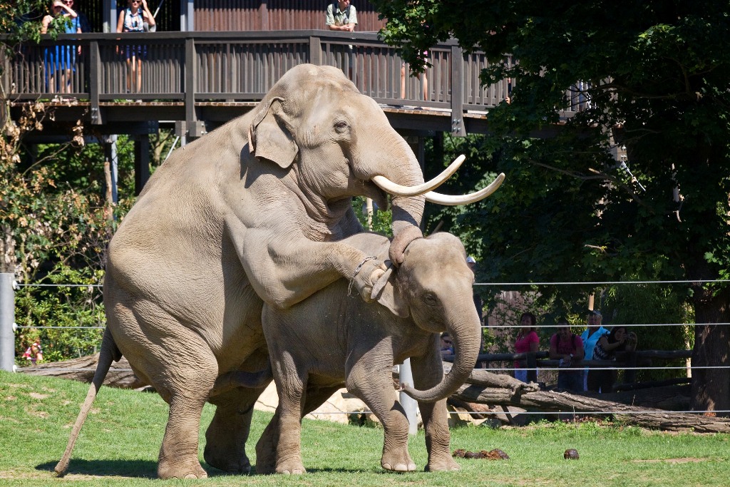 Mekong se opakovaně pokoušel pářit s Janitou. Foto: Tomáš Adamec, Zoo Praha