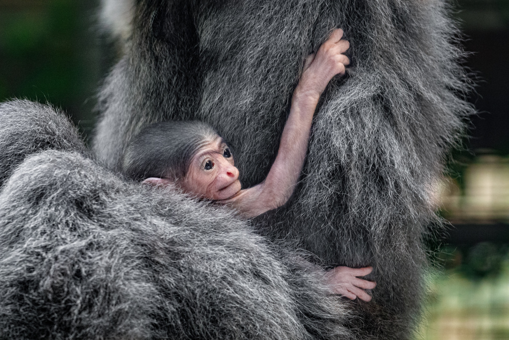 Silver gibbon cub the day after birth.  Photo by Miroslav Bobek