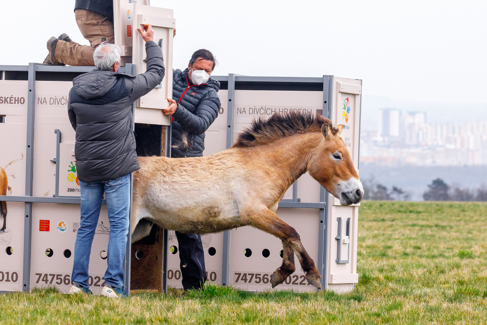 Release of one of the mares into the corral at Dívčí hrady.  Photo by Miroslav Bobek