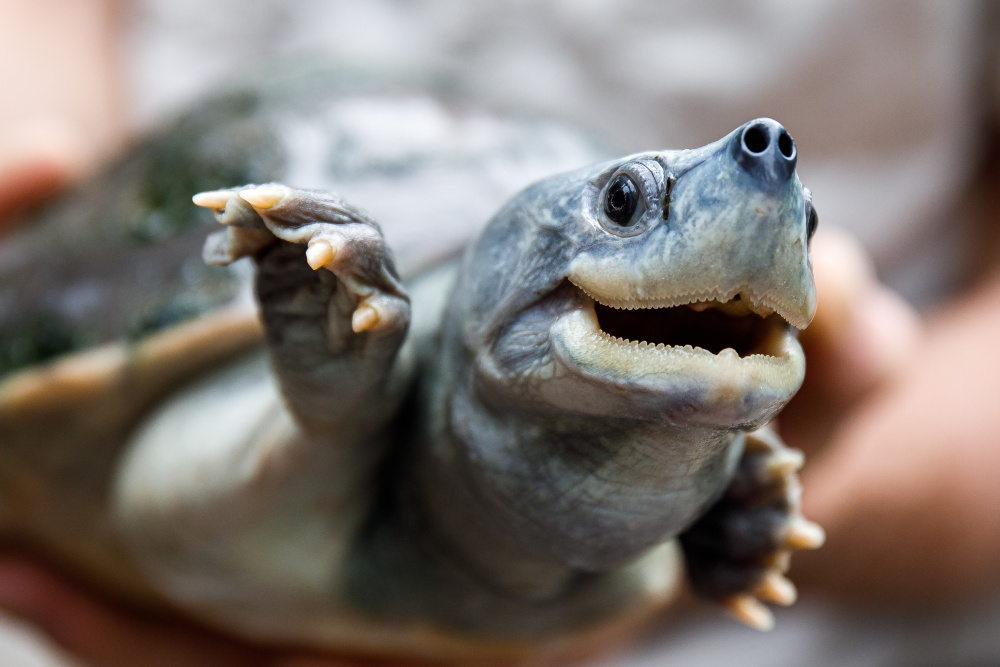 A young northern river terrapin at Prague Zoo. Adult males have an infinitely more attractive colouring. Photo Miroslav Bobek