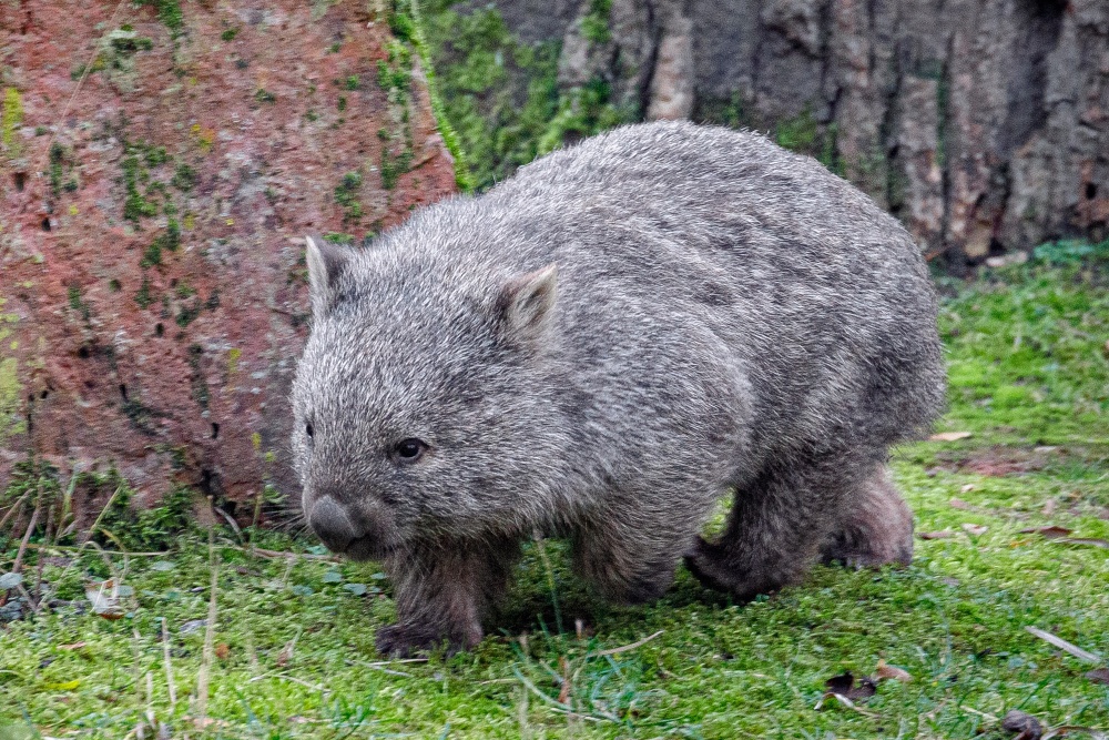 Cooper the male wombat at Erlebnis-Zoo Hannover on the day of his departure. Photo Miroslav Bobek