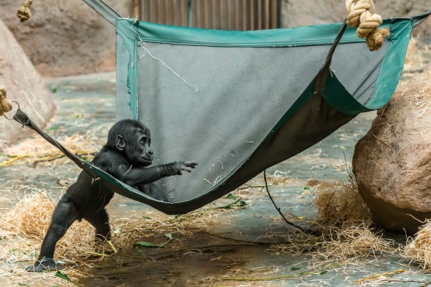 Malý Ajabu začíná prozkoumávat své okolí. Foto: Petr Hamerník, Zoo Praha 