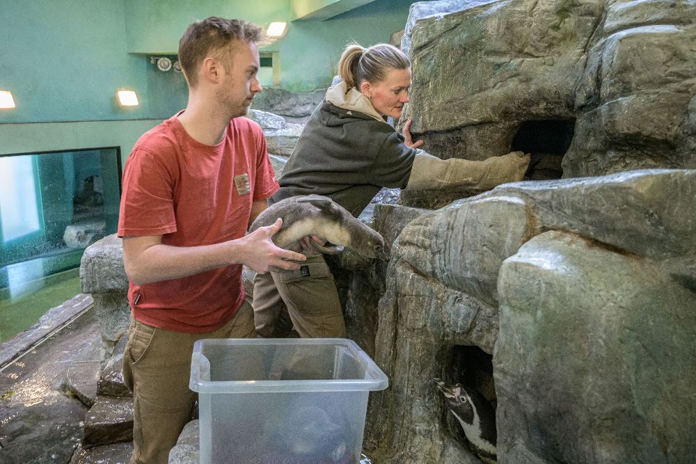 Mláďata zůstávají zatím v hnízdě. Chovatelé je vyndávají jen kvůli prohlídce a vážení. Foto: Petr Hamerník, Zoo Praha.