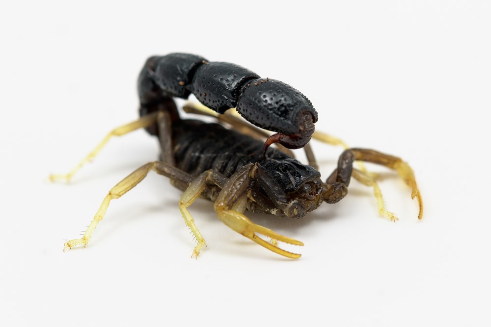 S pouhými 2,5 cm délky je štír Innessův (Orthochirus innesi) nejmenším na výstavě. Ocasní část zadečku nosí nad svým tělem, skoro vodorovně s povrchem, aby se tak chránil před predátory a zbytečnou ztrátou vody. Foto: Petr Hamerník, Zoo Praha.